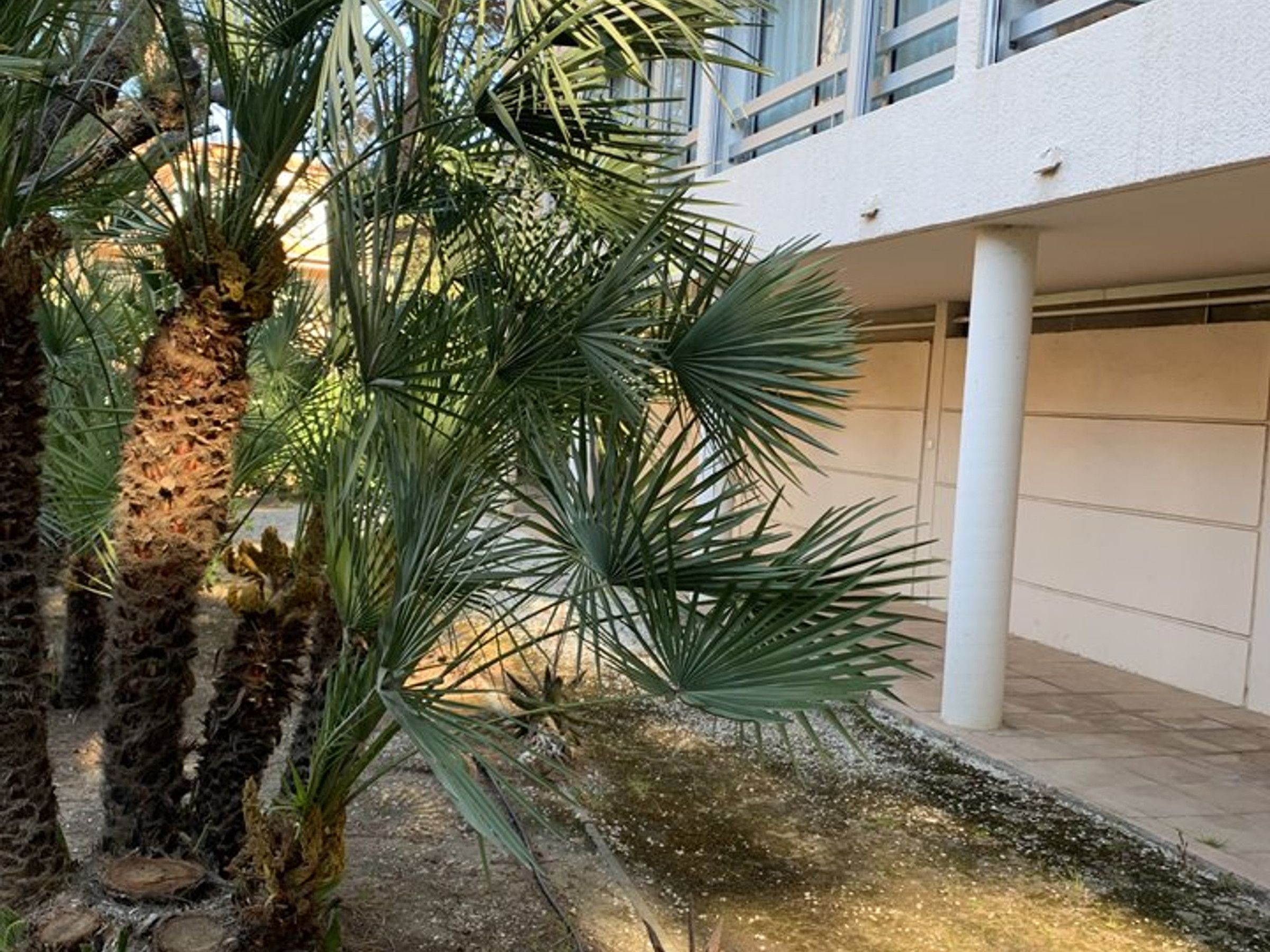 Een gebouw met een witte gevel en een palmboom op de voorgrond.