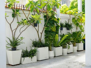 A row of potted plants against a white wall, arranged in a linear pattern. - Old Town Hideaway/Walk Everwhere/Tha Phae Gate (Chang Wat Chiang Mai)