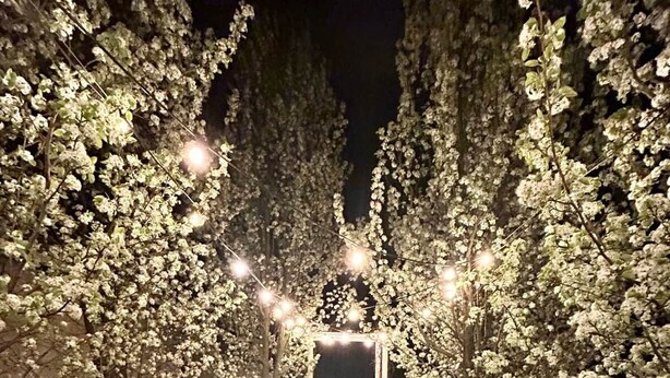 Un sentier en bois menant à une construction illuminée de guirlandes lumineuses.