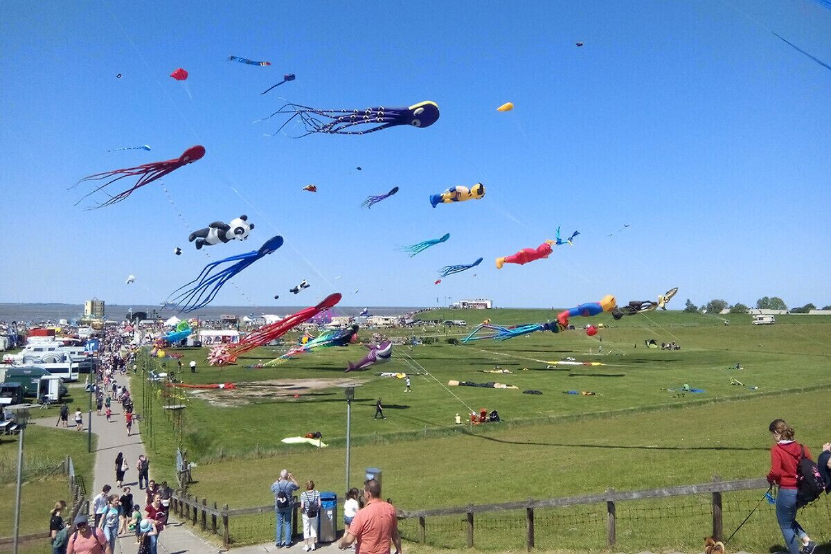 A grassy field with various kites flying in the sky.