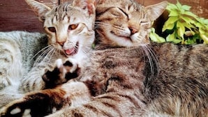 Two cats lying on a textured surface with a wooden background.