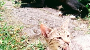 Two cats lying on a paved surface with greenery in the background.