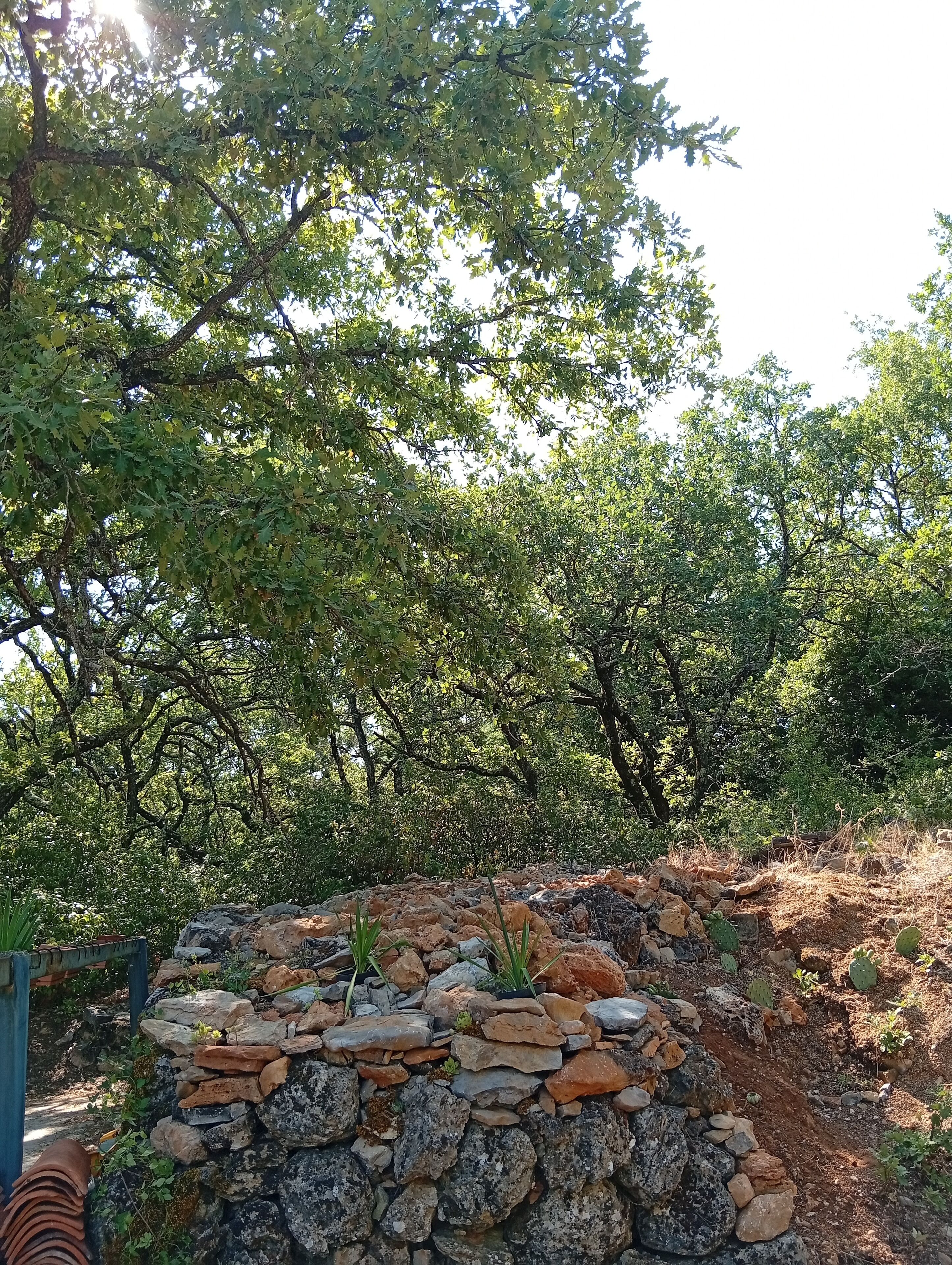 A stone wall with a cactus garden, surrounded by dense foliage.