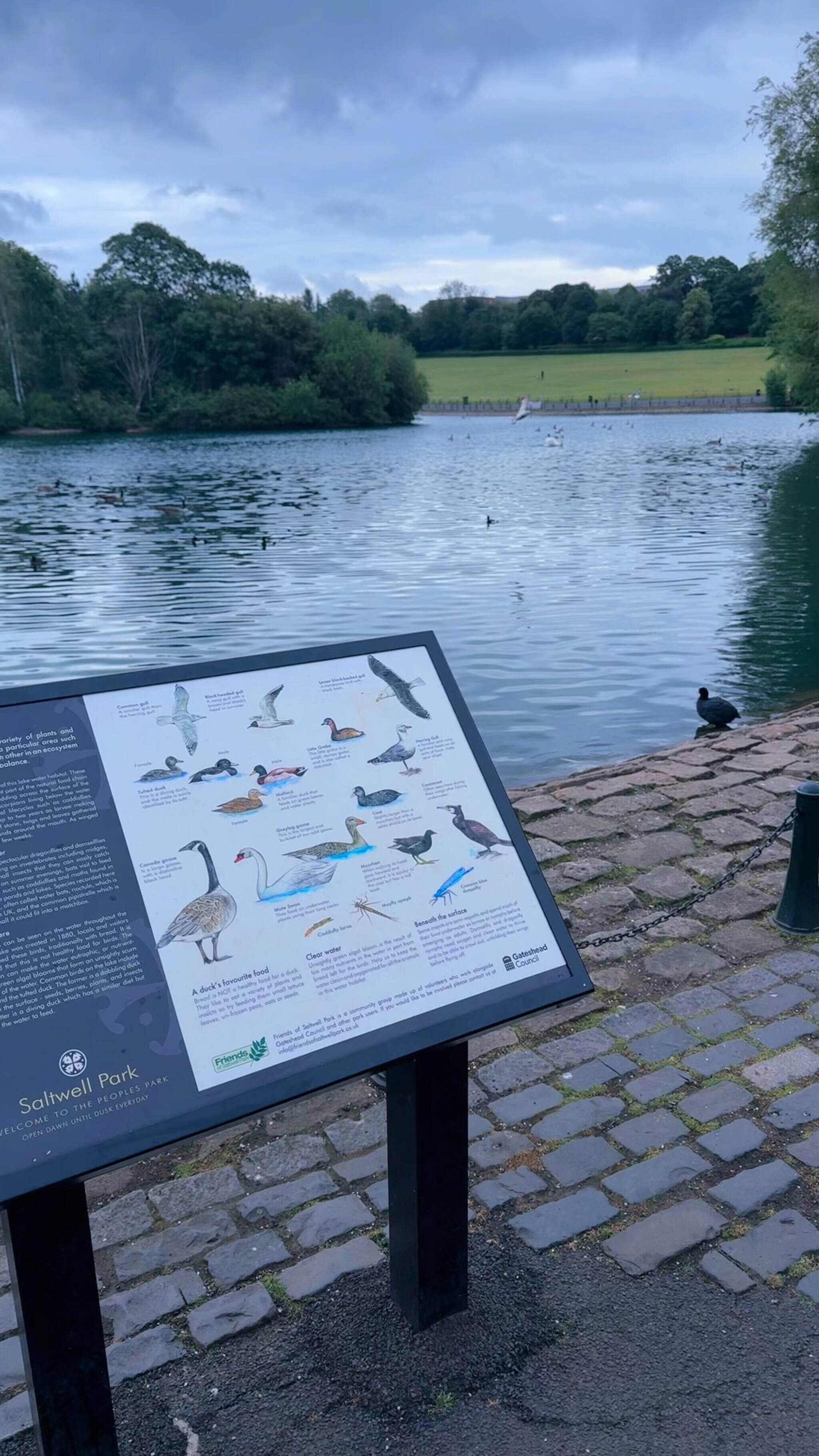 A bird identification board at Saltwell Park.