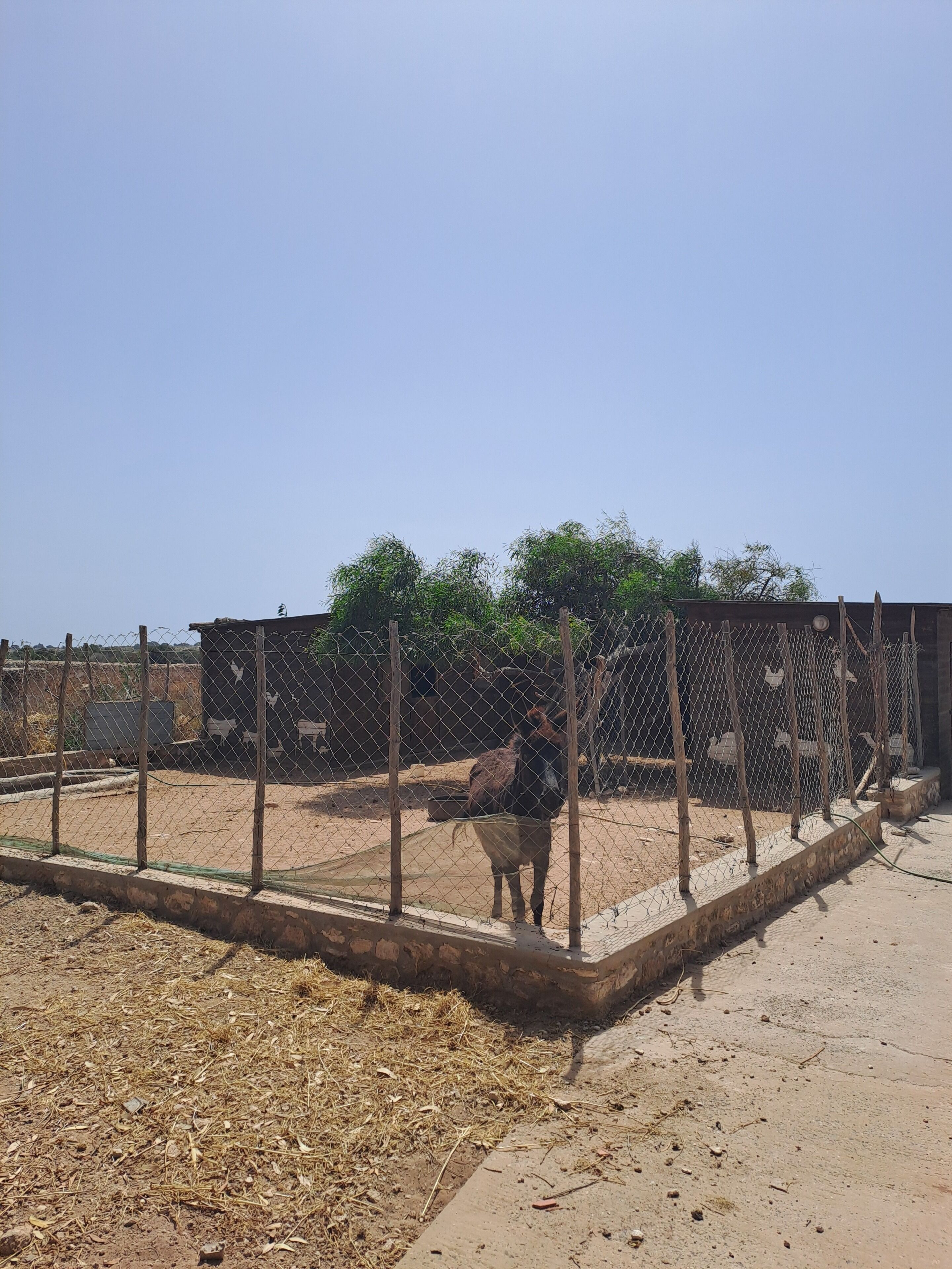 A fenced enclosure with a donkey, dry ground, and a building in the background.