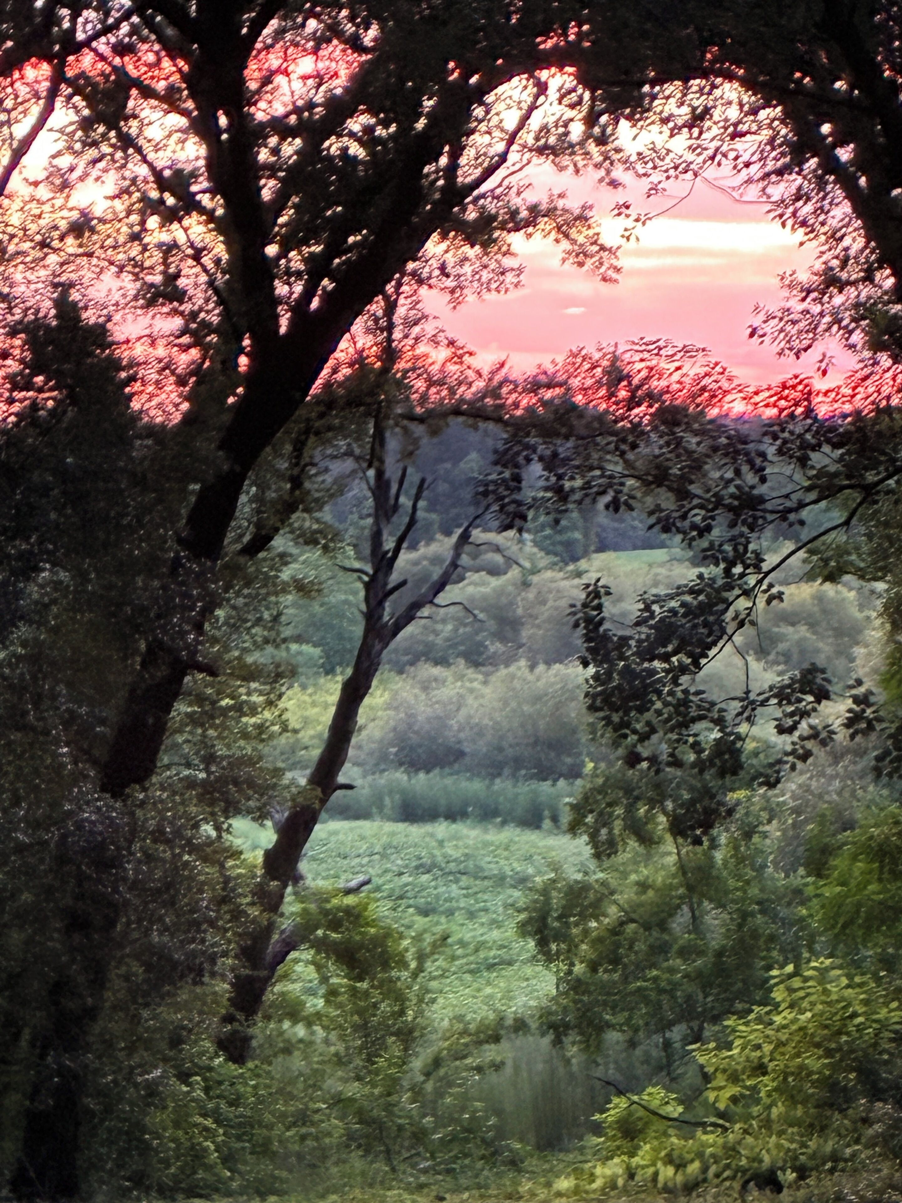 A forested landscape with a view of the sky.
