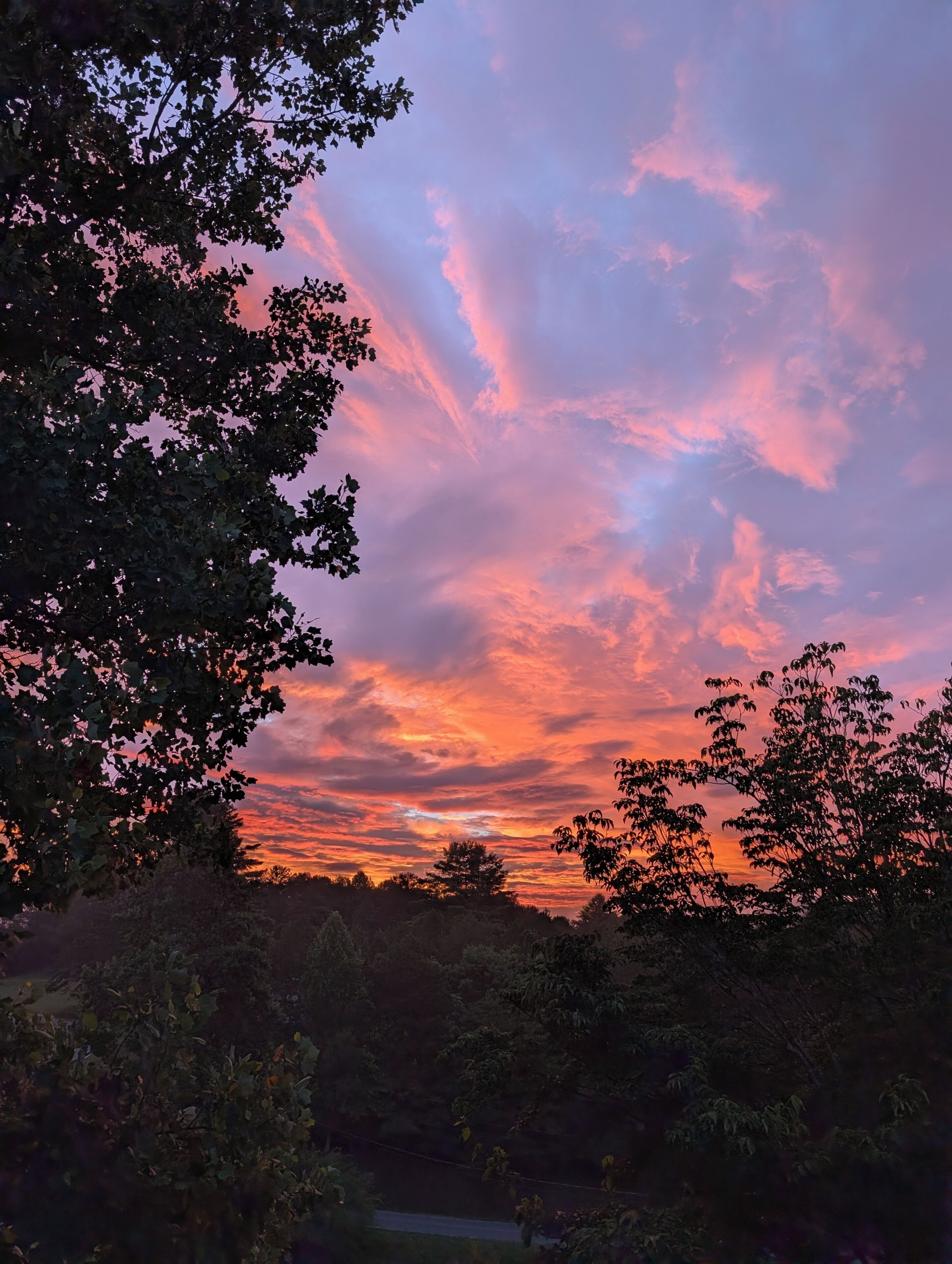 Tramonto con cielo sereno e sagome di alberi.