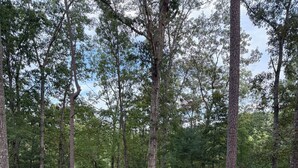 Ein bewaldetes Gebiet mit Feuerstelle, Bänken und einem Picknicktisch.