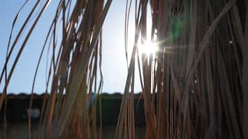 A close-up of dry grass blades with sunlight filtering through.