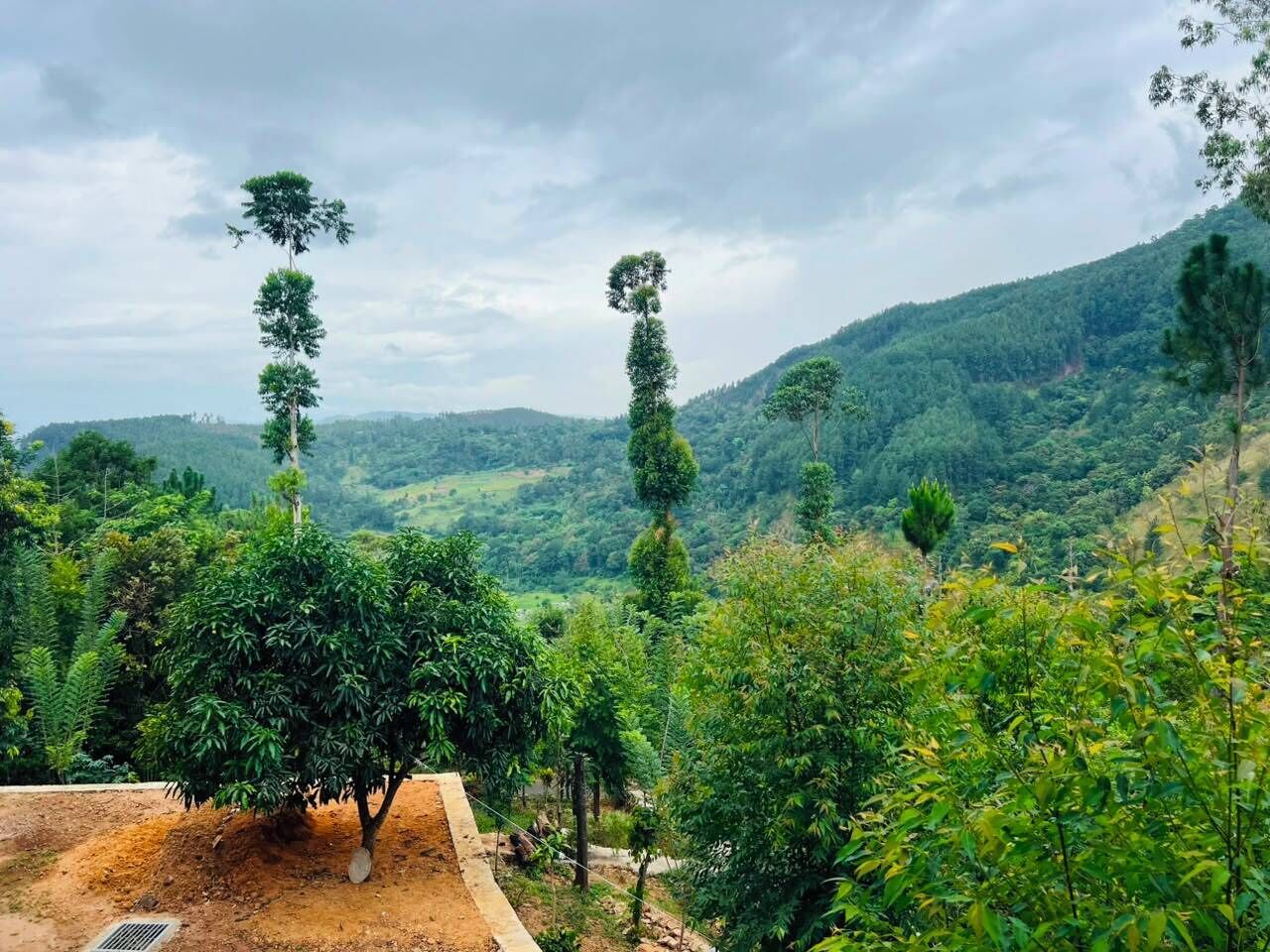 A lush landscape with a variety of trees, including a prominent tall tree with a unique shape.
