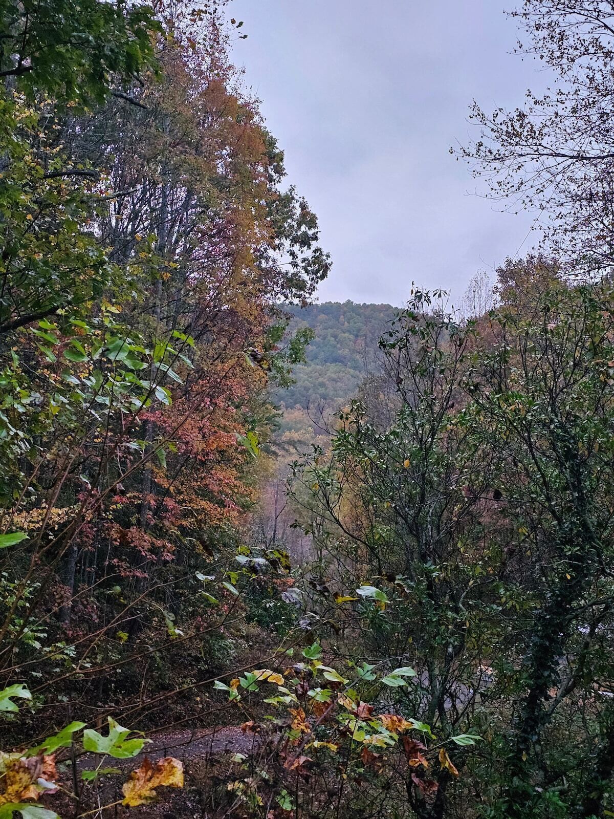 Uma área arborizada com folhagem densa e uma colina ao fundo.