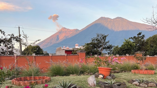 A garden with various plants and a mountain in the background.