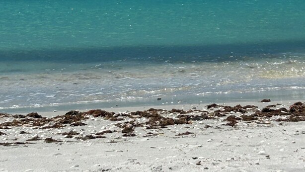 Une plage à l’eau turquoise et limpide et au sable blanc.