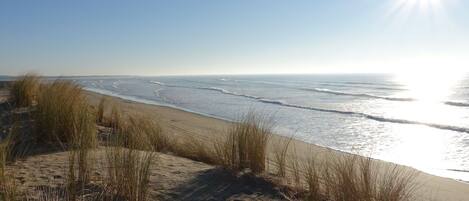 A beach with sand dunes and grass, a clear sky, and the ocean.