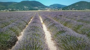 A lavender field with a dirt path. - Les Pierres Séches Vacation Rental, Les Andrieux 4/5 Banon (Banon)