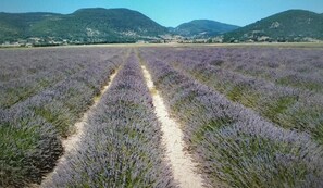 Miscellaneous - Les Pierres Séches Vacation Rental, Les Andrieux 4/5 Banon (Banon)