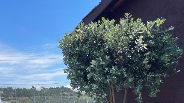 Een potplant met een dikke stam en weelderig gebladerte, geplaatst op een geplaveid oppervlak naast een gebouw met een donkere gevel.
