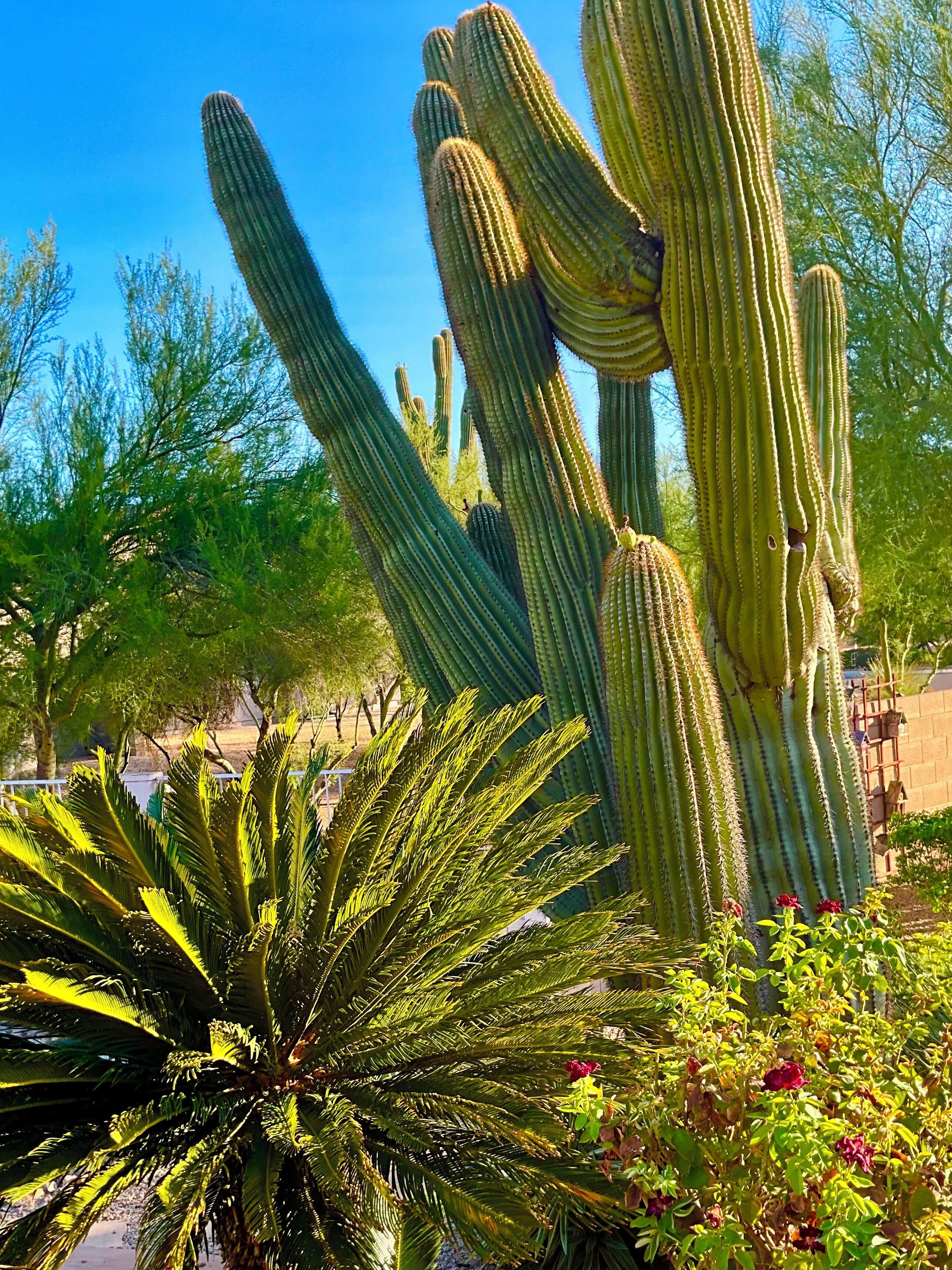 Un paysage désertique avec de grands cactus et un palmier.