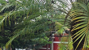 A pool area with lounge chairs and a variety of tropical plants.