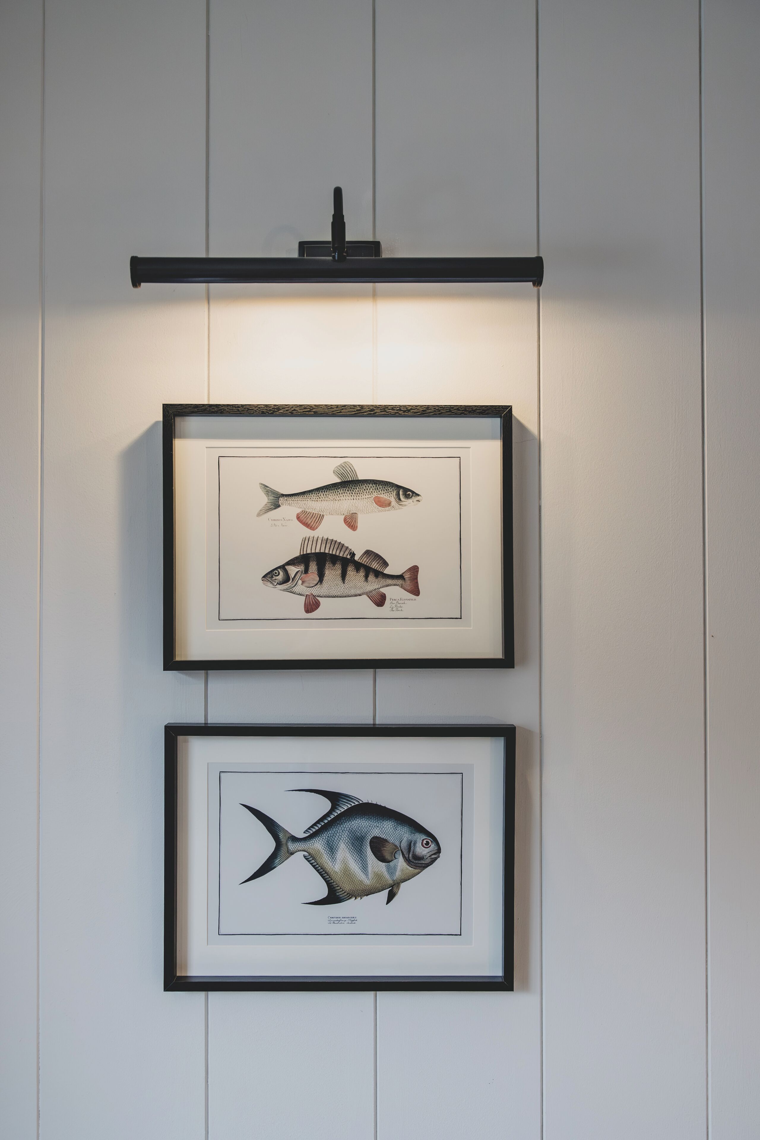 Dos ilustraciones enmarcadas de peces en una pared, con una lámpara horizontal en la parte superior.