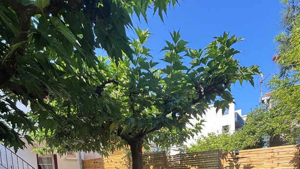 Un jardin avec une pelouse artificielle, une clôture en bois, un arbre et du mobilier d’extérieur.