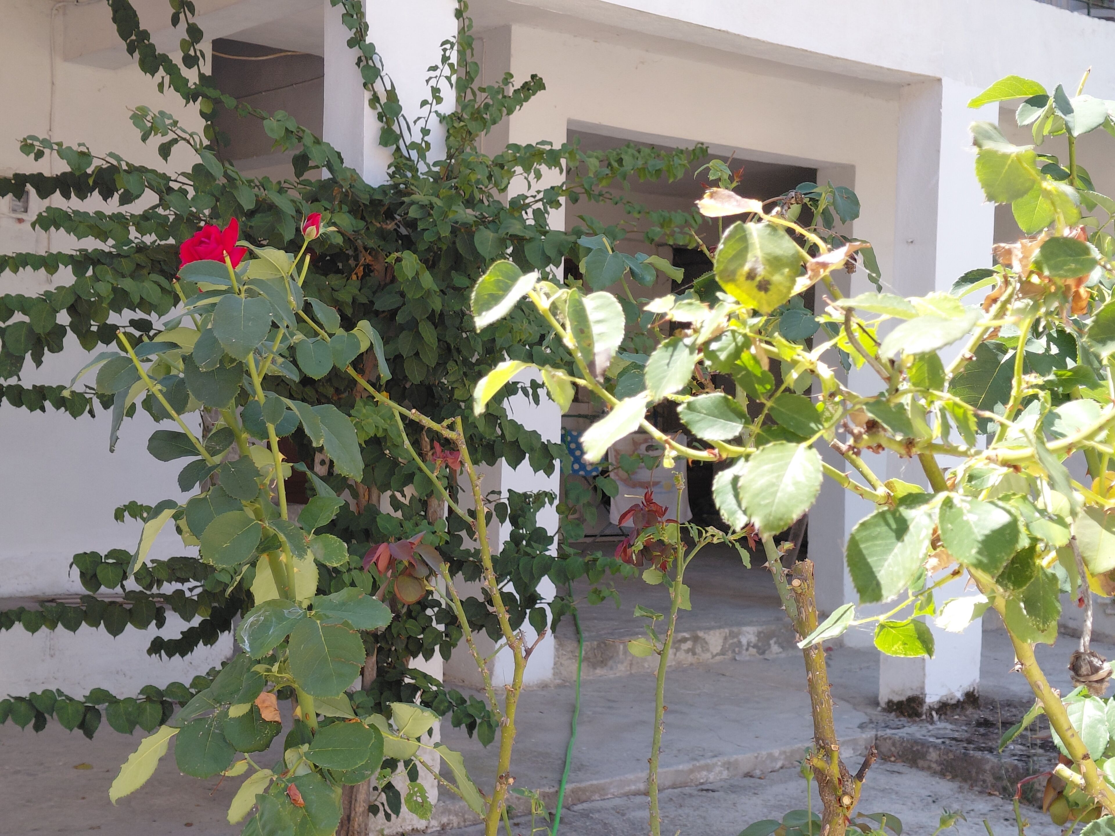 Una planta amb fulles verdes i una flor vermella davant d'un edifici de parets blanques i una porta.