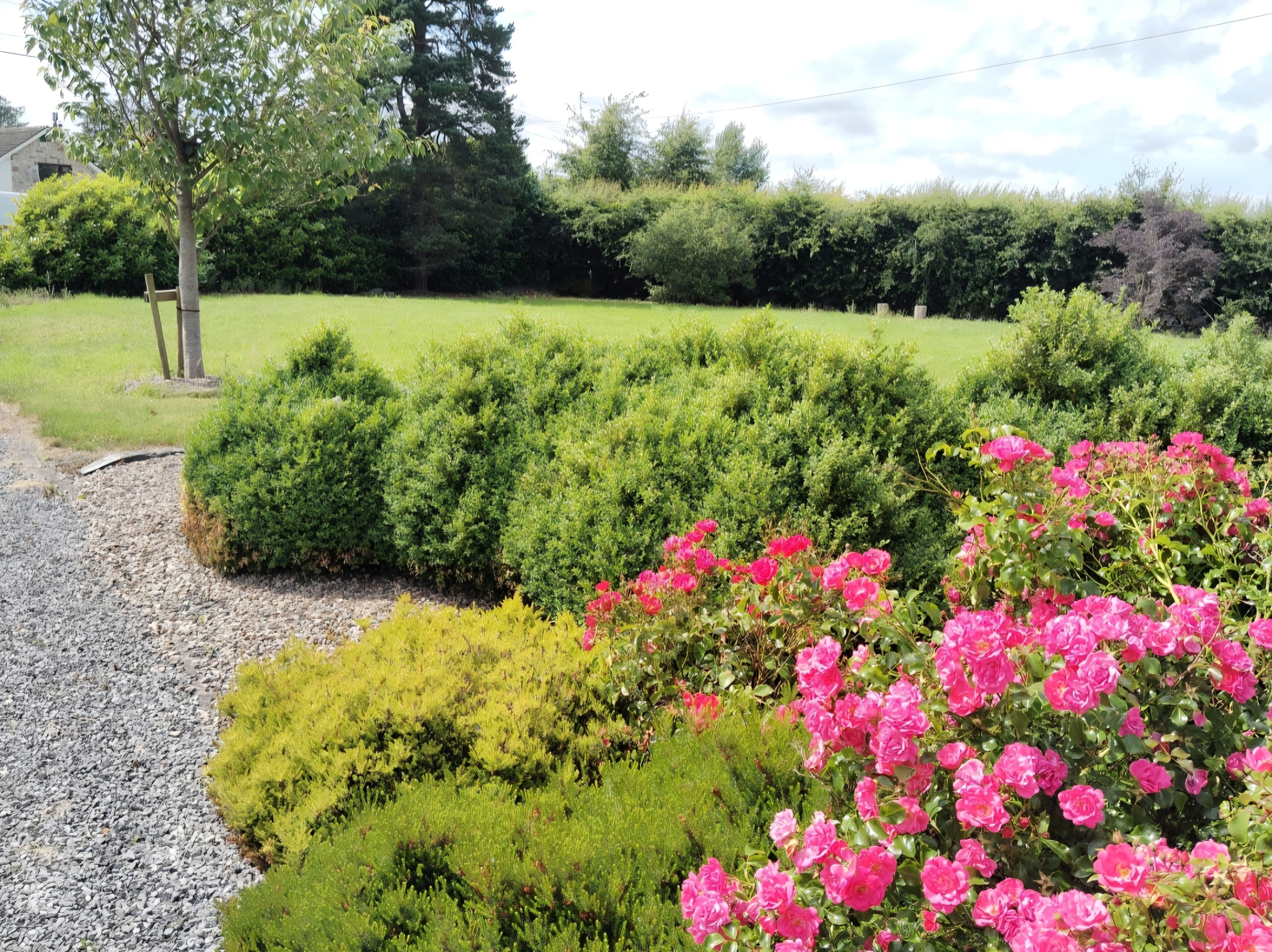 A well-maintained garden with various shrubs and flowering plants, a gravel path, and a tree.