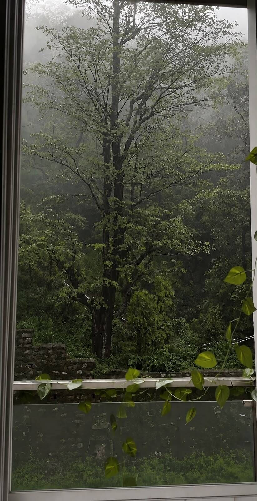 A view through a window with a view of a forested area, including a prominent tree and some foliage in the foreground.