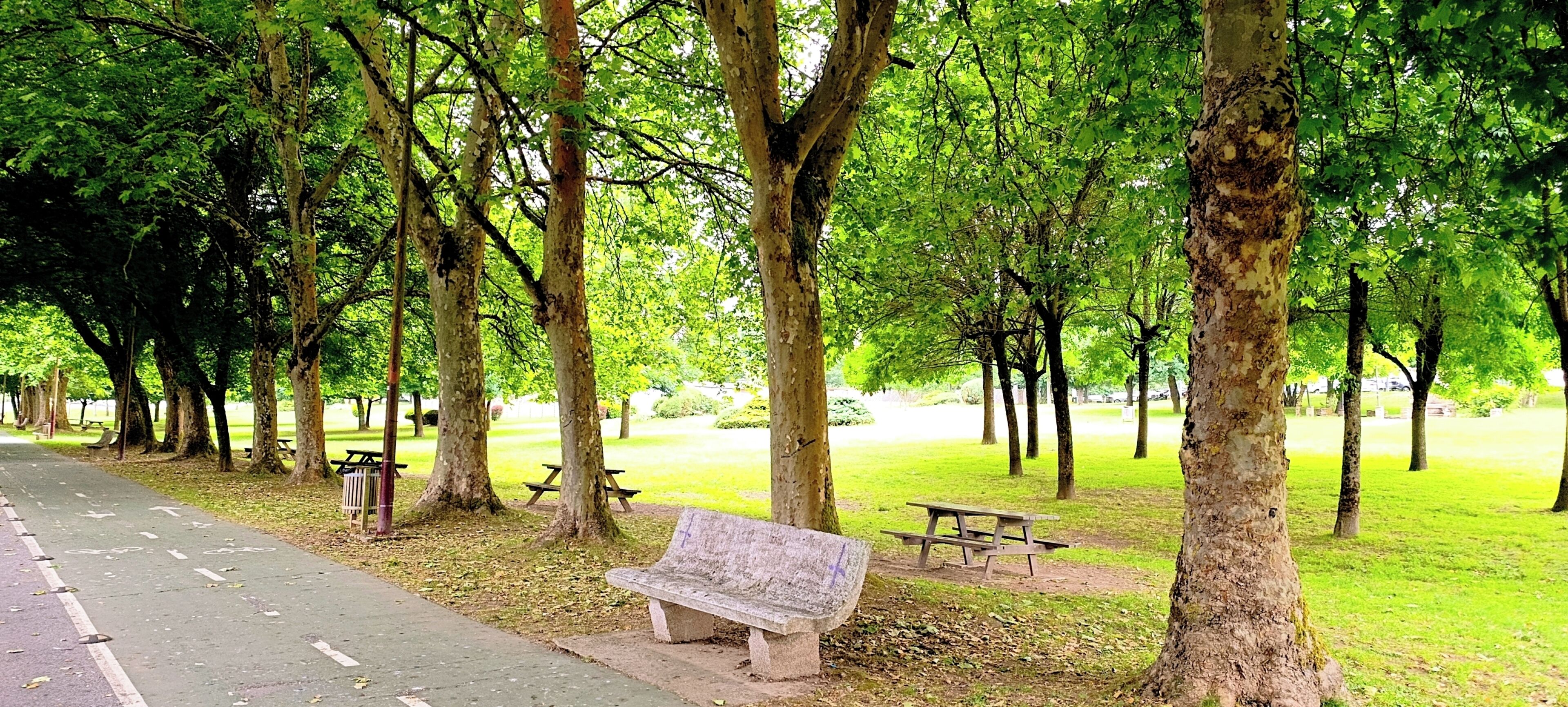 Een park met een verhard pad, banken en bomen.