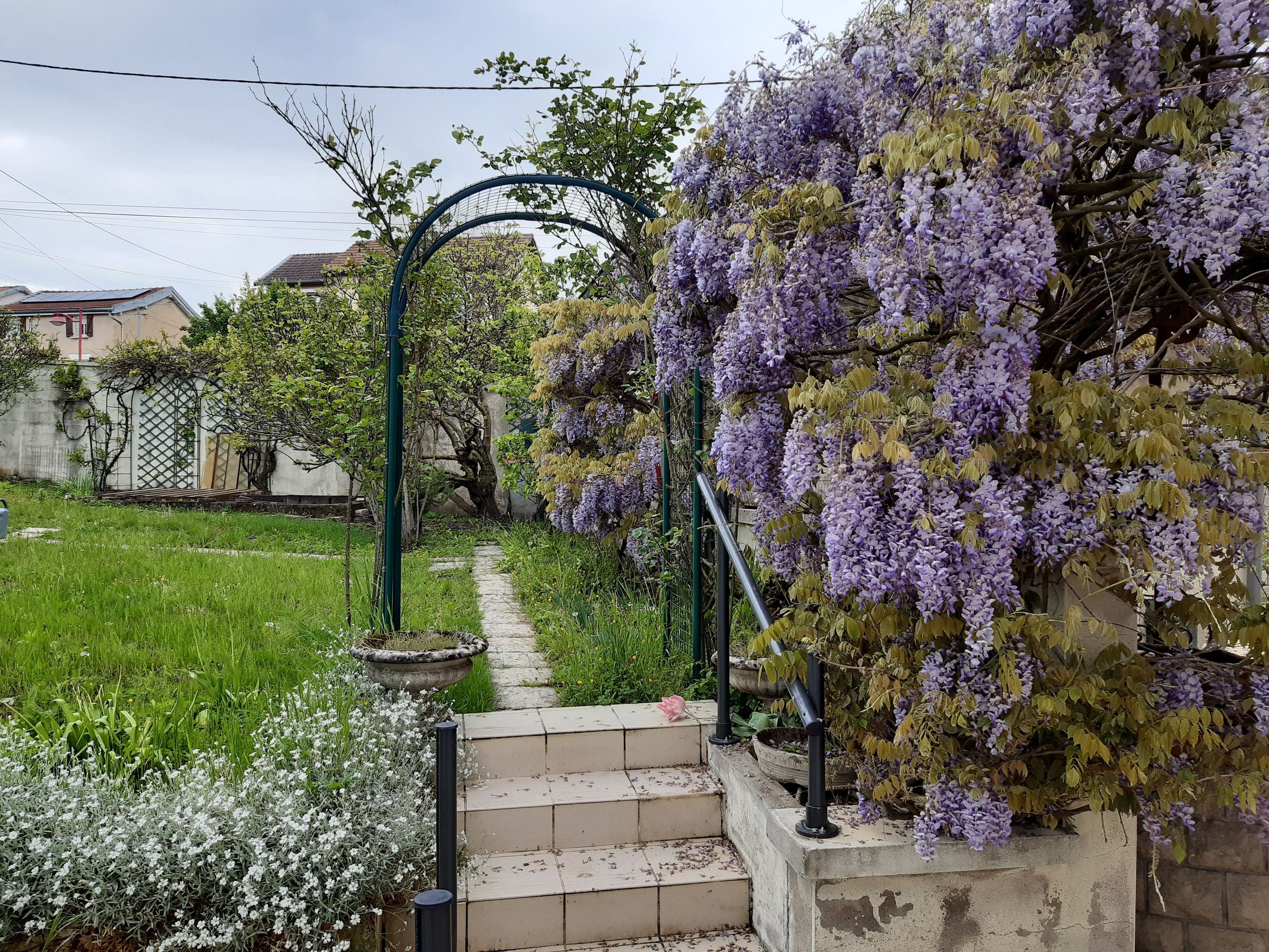A garden pathway leading to a house with a purple flowering tree and a metal archway.