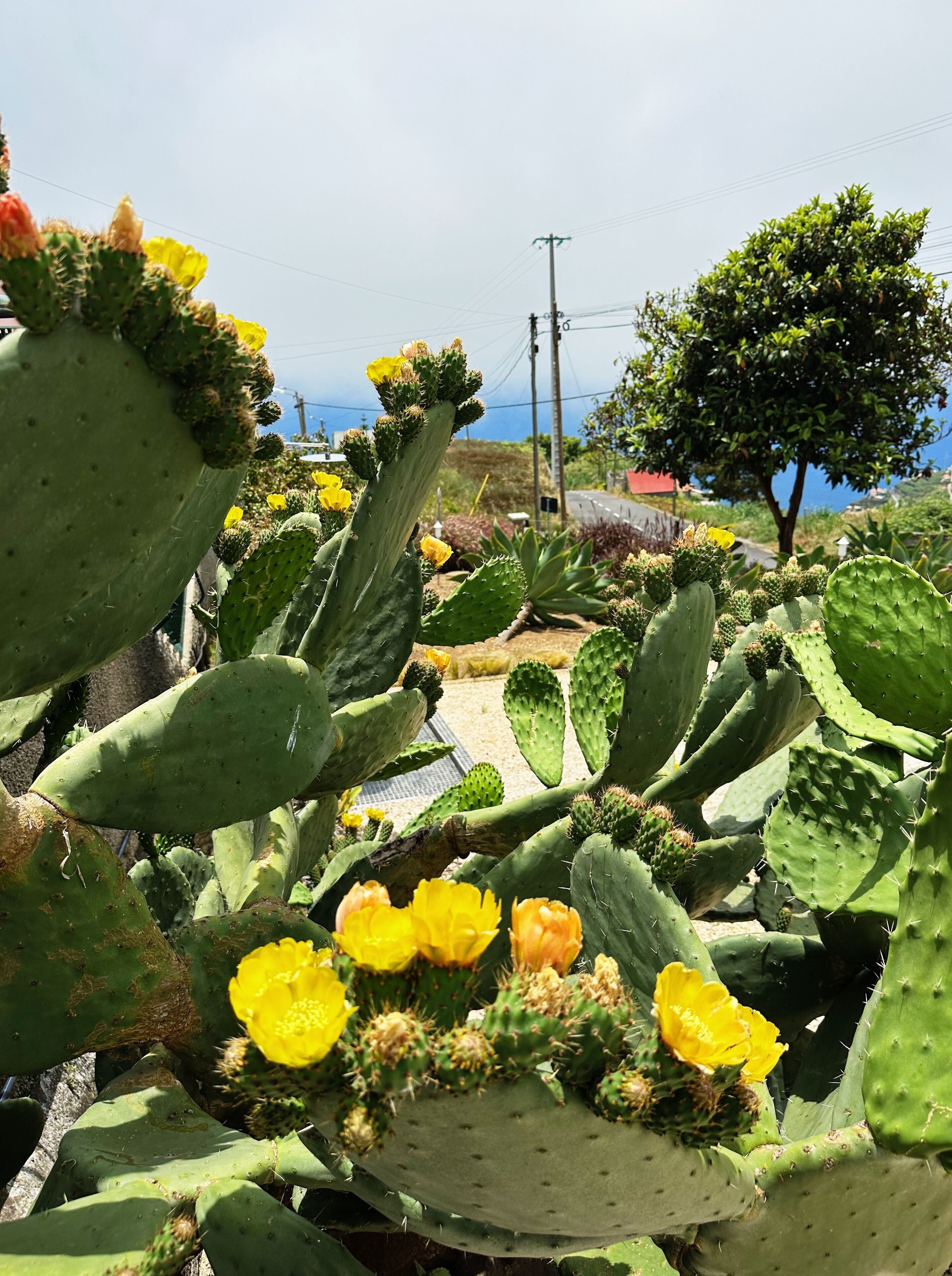 A cactus garden with multiple cacti and yellow flowers.