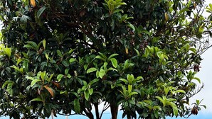 A tree-lined road with a clear view of the ocean. - THE L Lodge, Ocean View Private Garden Cottage (Tabua)