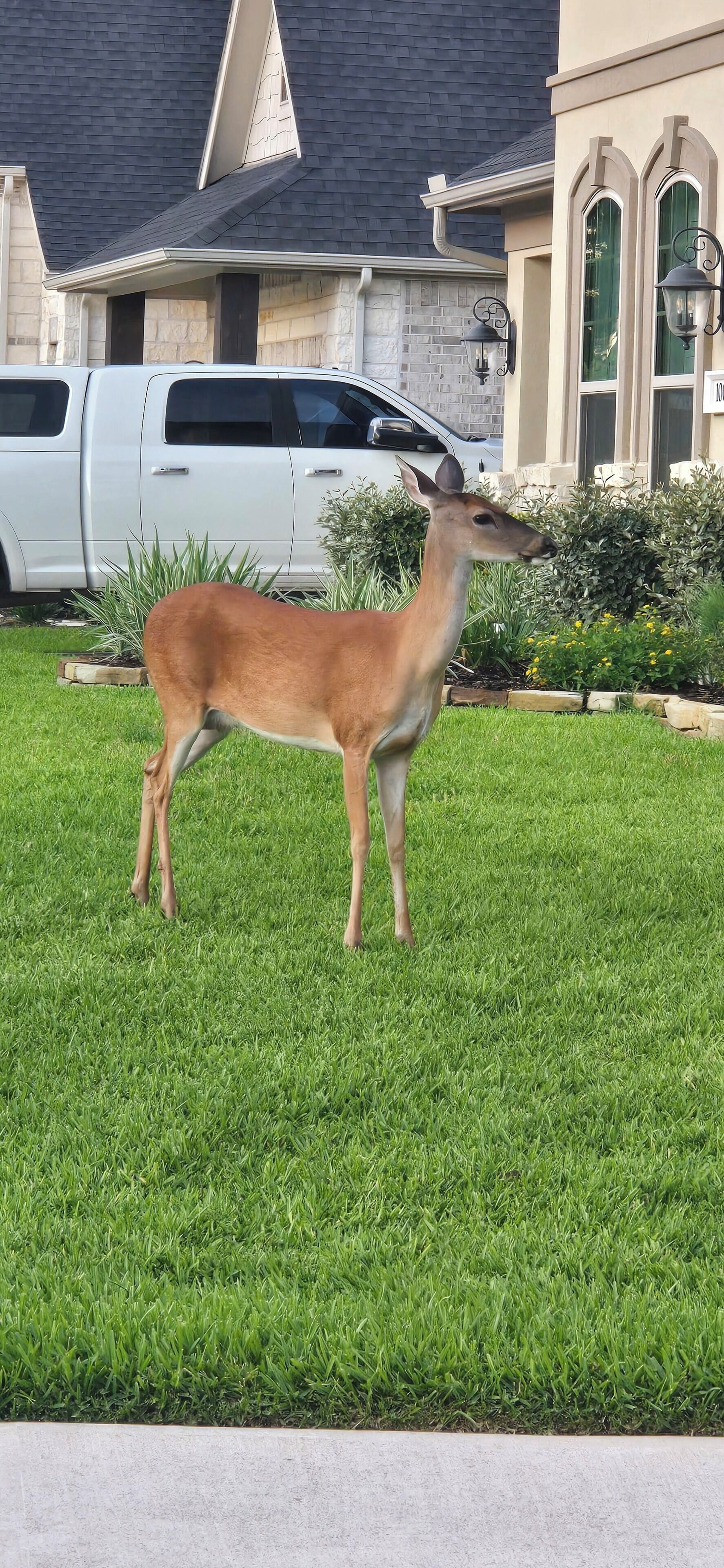 A deer standing on a well-maintained lawn in front of a house with a stone facade and a garage.