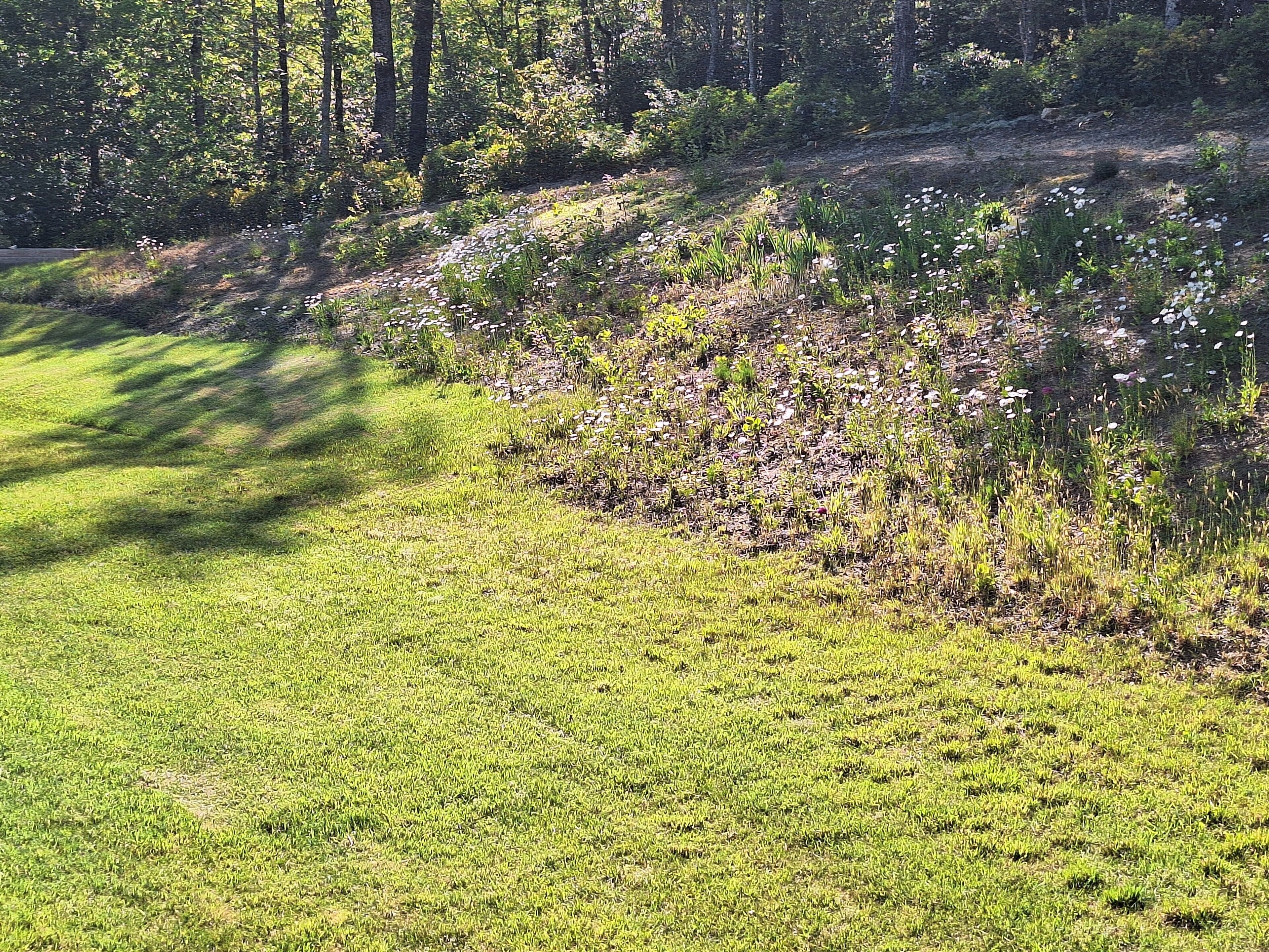 A grassy field with a variety of wildflowers and trees in the background.