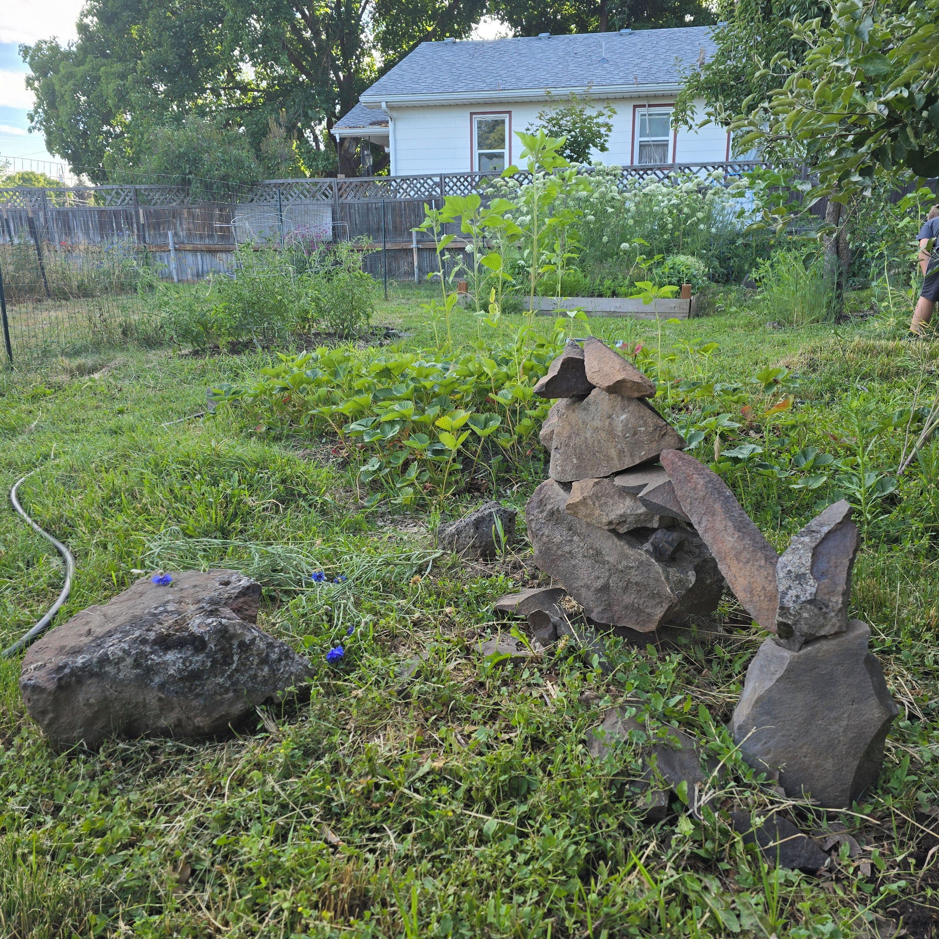 A garden with a variety of plants and rocks.