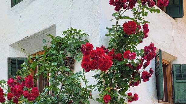 A building with a white facade, green shutters, and a flowering plant with red blooms. - La Rösa, (Sta. Maria Val Müstair) by Interhome (Sta. Maria GR)