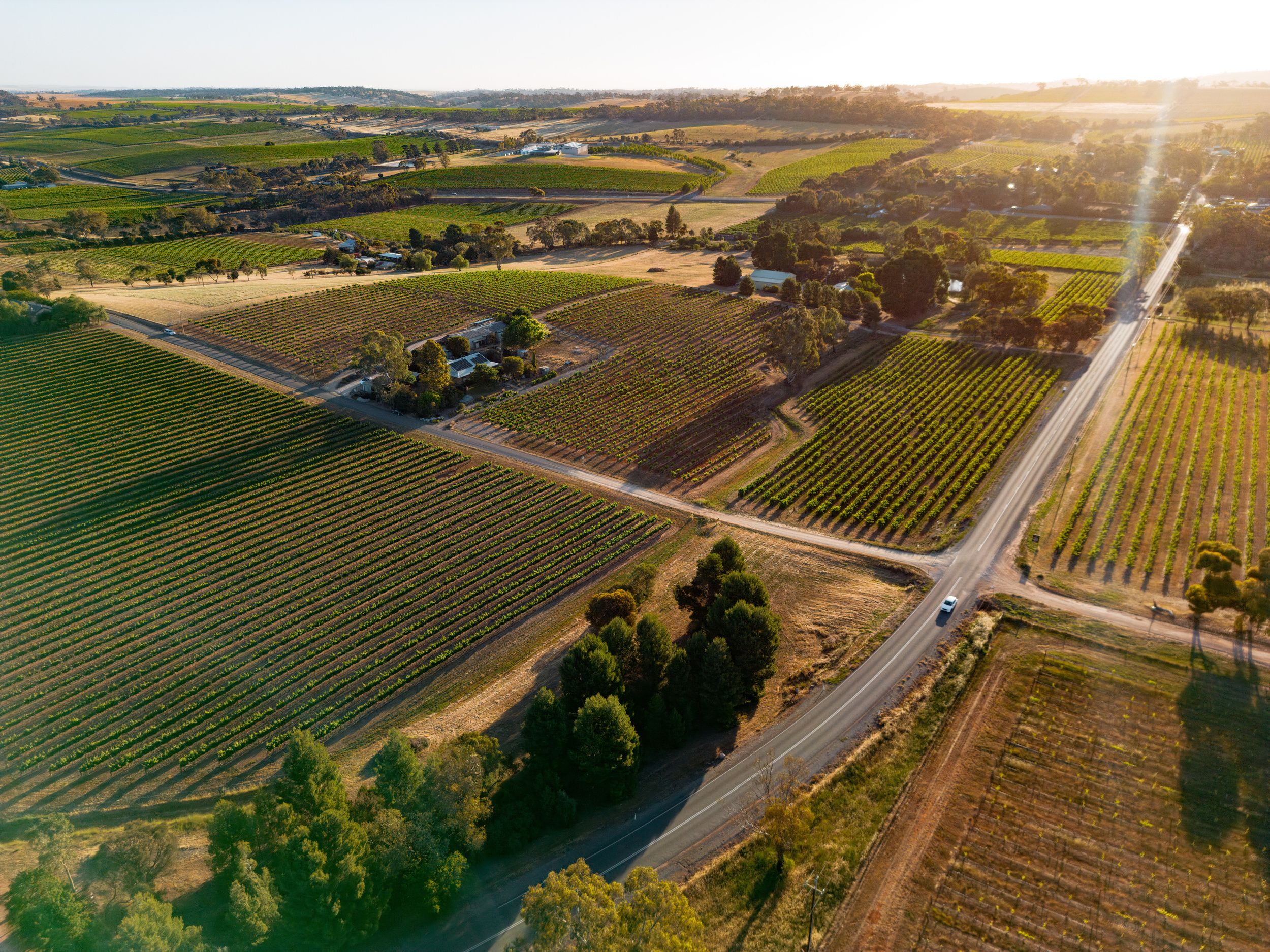 Vue aérienne d’un vignoble avec des rangées de vignes, une route et un bâtiment doté d’un toit végétalisé.