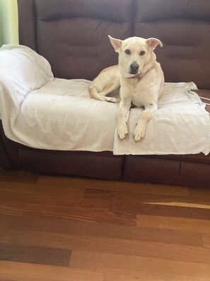 Ein Hund liegt auf einem braunen Sofa mit einer weißen Decke.