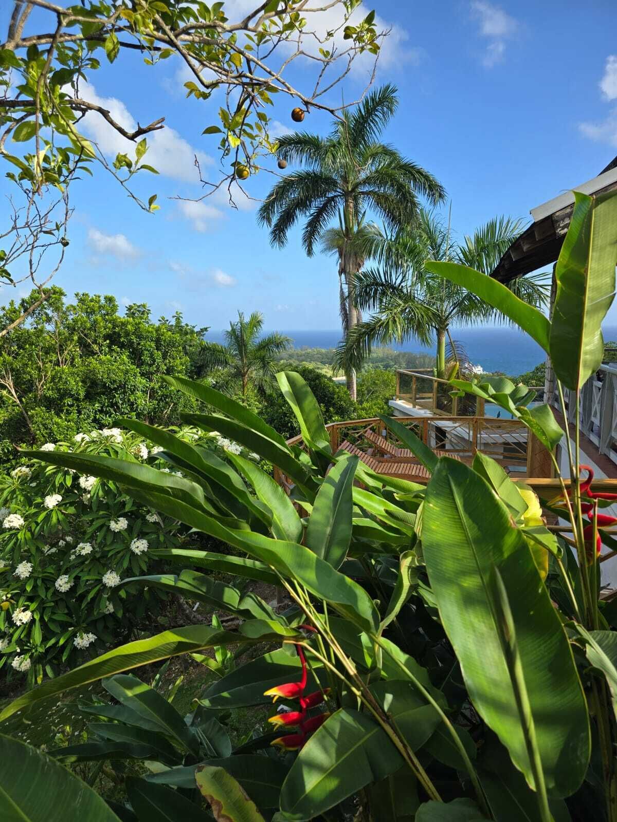 A lush garden with tropical plants, a palm tree, and a view of the ocean.