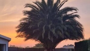 Un giardino curato con una palma, un prato e un vialetto.