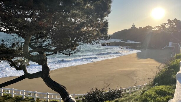 Escena costera con playa arenosa, un árbol grande y un faro al fondo.