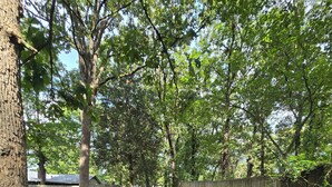 A tree-lined pathway with a wooden fence on one side and a concrete path on the other.