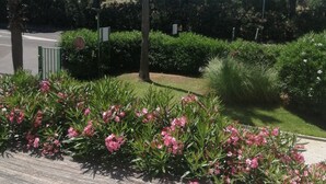 Ein angelegter Garten mit Bäumen, Sträuchern und einem gepflasterten Weg.