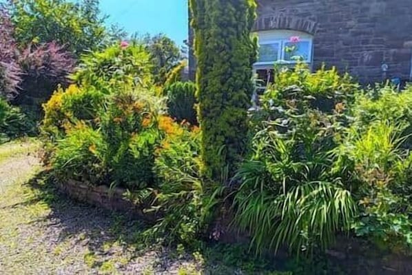 A garden with various plants and a building in the background.