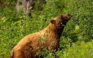 A bear in a natural setting with dense foliage and trees. - Hungry Horse Hideout - Upper Level (Hungry Horse)