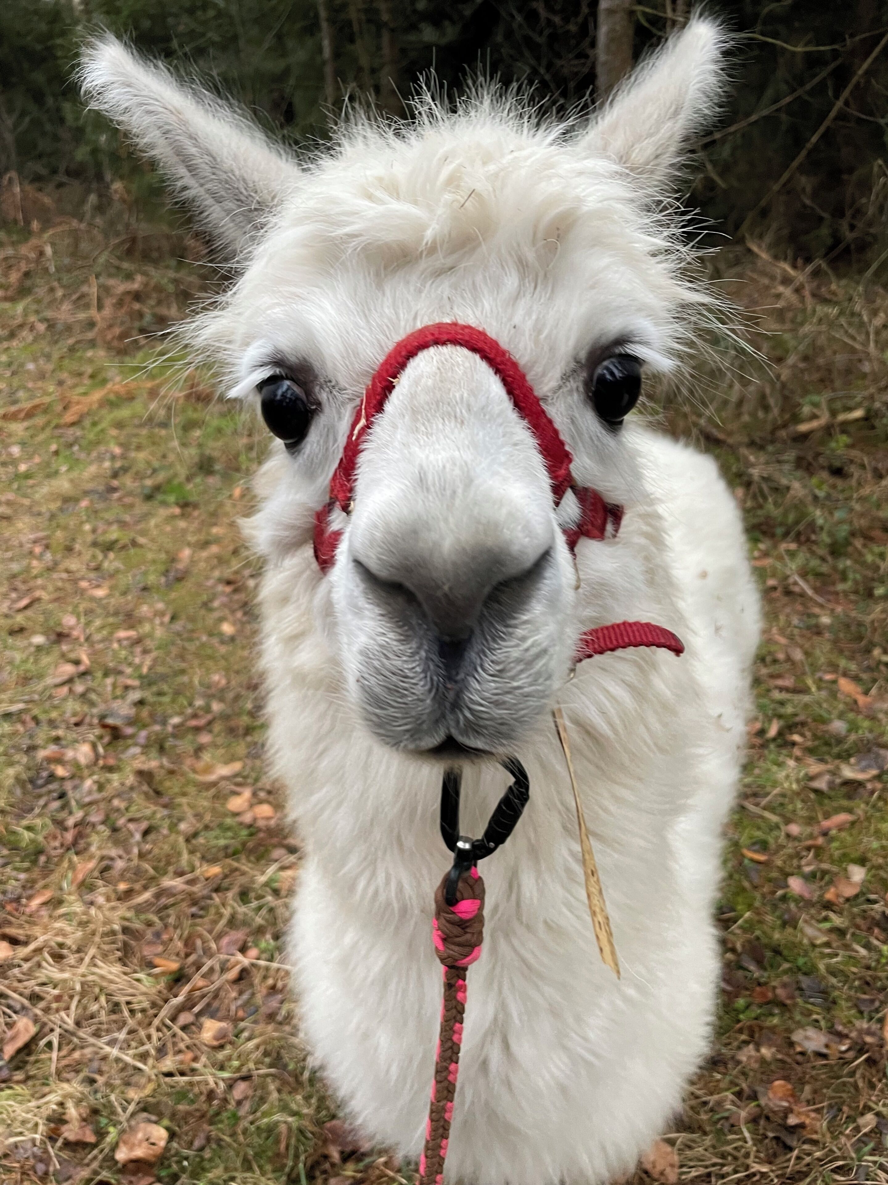 A close-up of a white llama with a red halter and a pink rope.