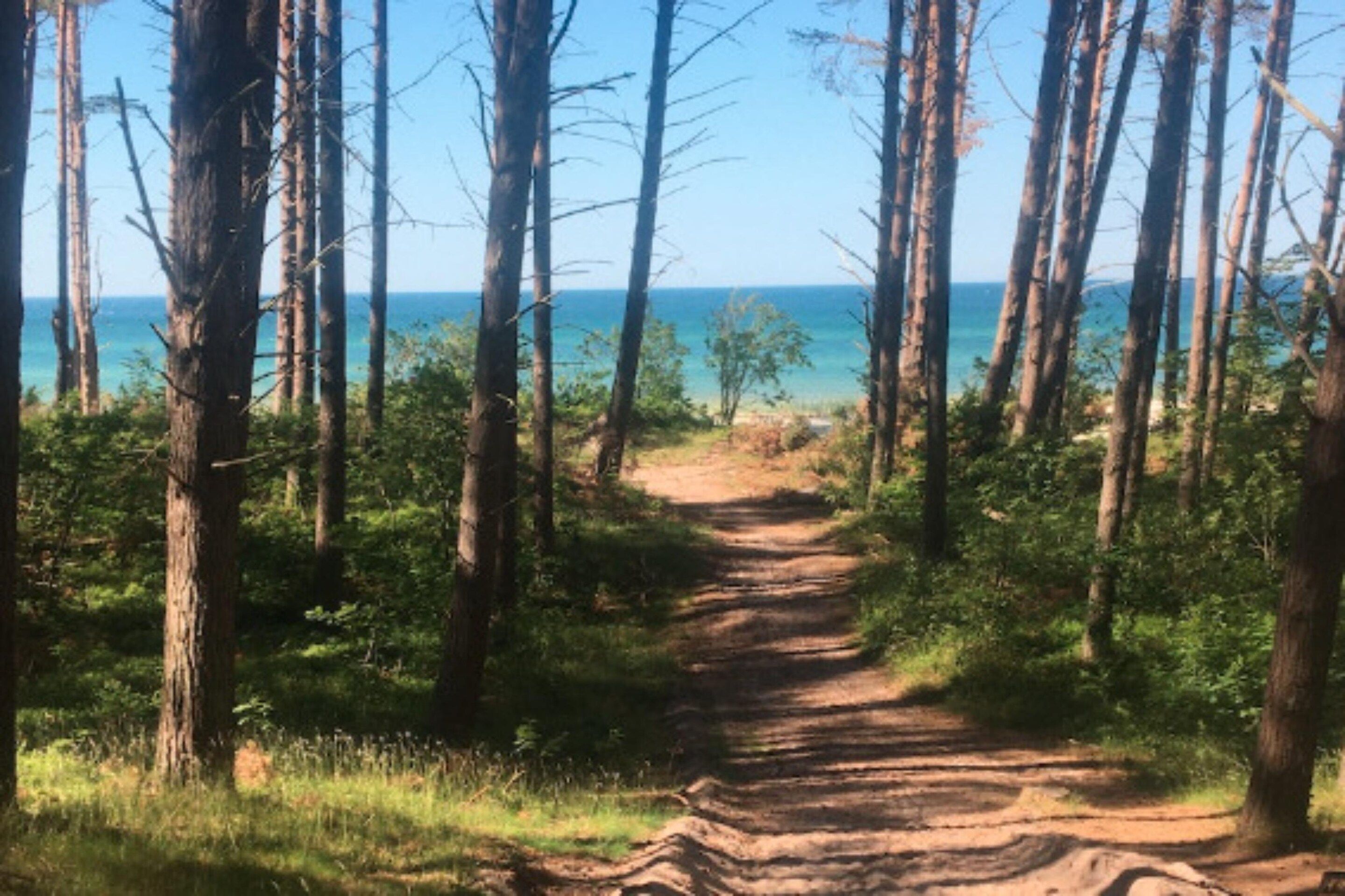 Un sentier bordé d’arbres qui mène à une plage d’où l’on a une vue dégagée sur l’océan.