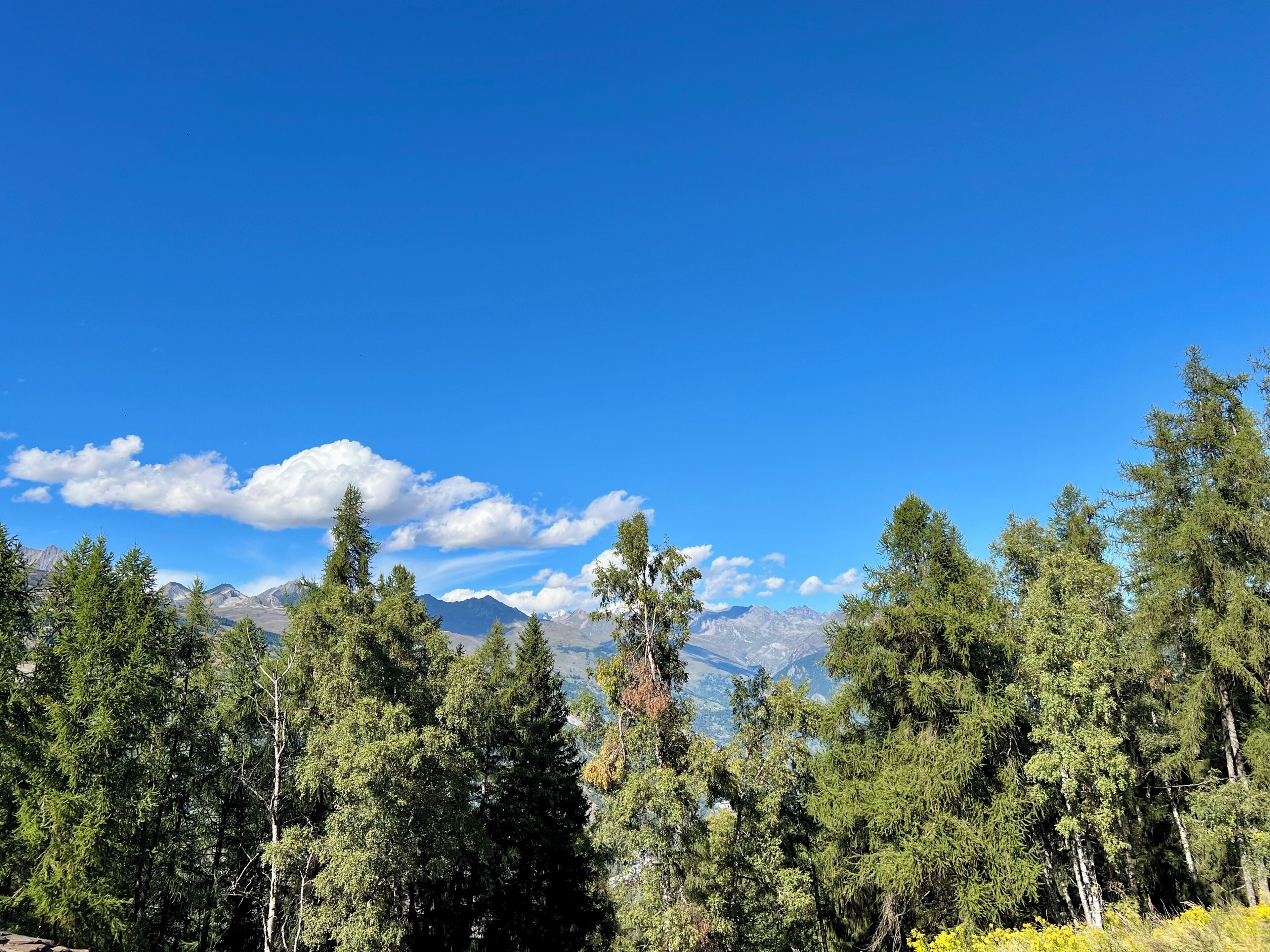 Un paisaje montañoso con bosques densos y cielo azul despejado.