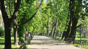 Un sendero bordeado de árboles, con bancos y cielo despejado.