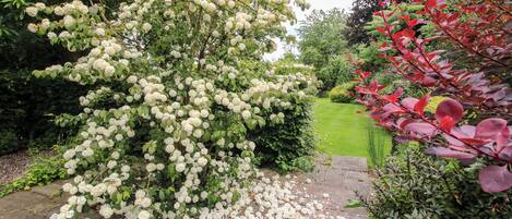 Un jardín con arbustos blancos floreados, un sendero de piedra y diversos matorrales verdes.